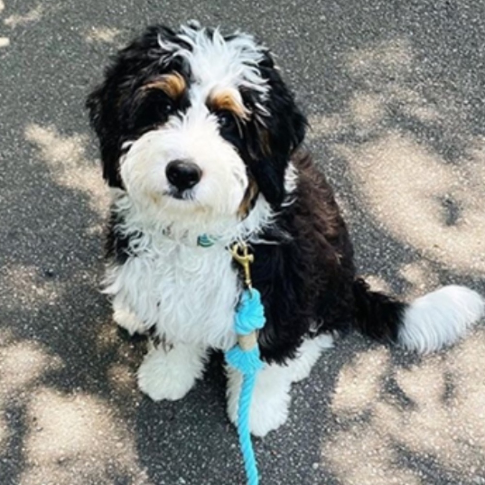 Meet your Posher, Posh